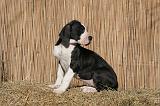 DOGUE ALLEMAND 601